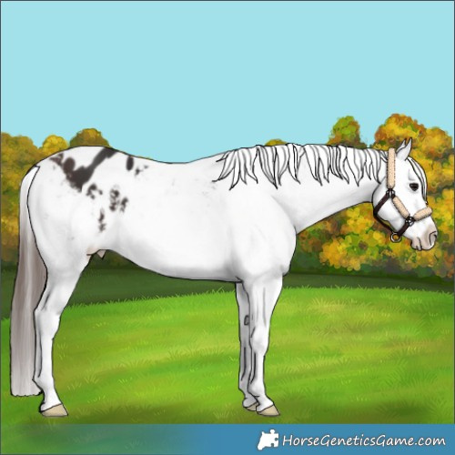 Horse Color:Bay Appaloosa 