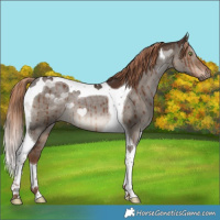Horse Color:Liver Red Dun Tobiano Brindle 