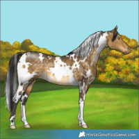 Horse Color:White Spotted Buckskin Dun Brindle