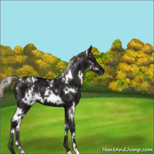 Horse Color:White Spotted Liver Chestnut Ice 