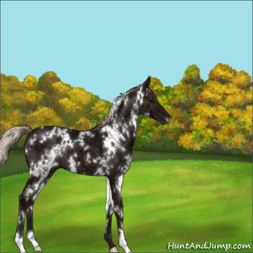 Horse Color:White Spotted Liver Chestnut Ice 