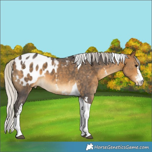Horse Color:Silver Buckskin Sabino Tobiano Appaloosa