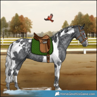 Horse Color:Silver Black Chinchilla Tobiano Rabicano