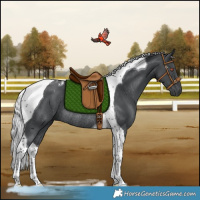 Horse Color:Silver Black Chinchilla Tobiano Rabicano 