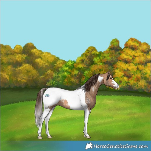 Horse Color:Bay Dun Tobiano Appaloosa 