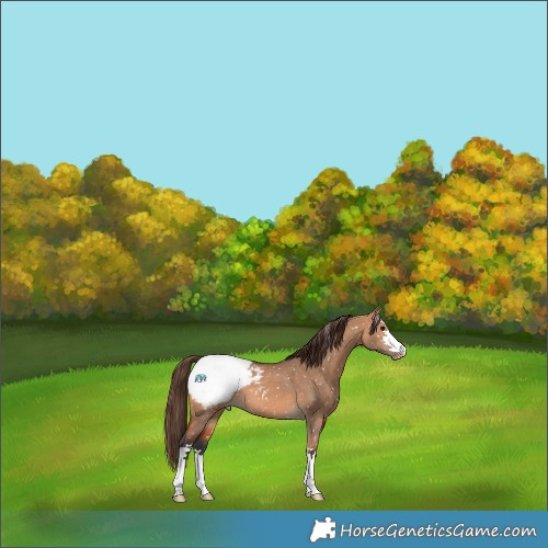 Horse Color:Bay Dun Appaloosa 