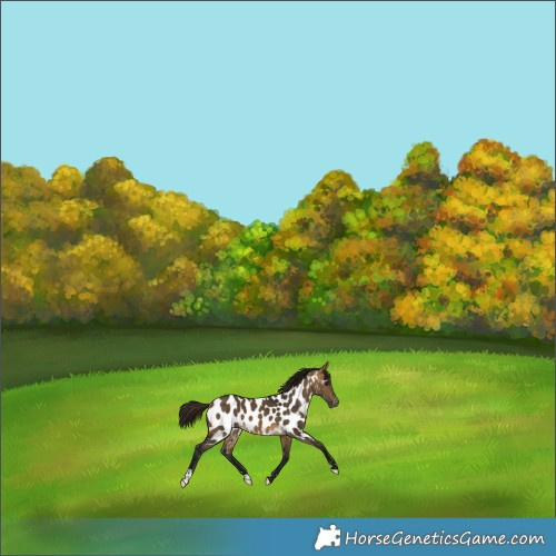 Horse Color:Gray Buckskin Dun Appaloosa 