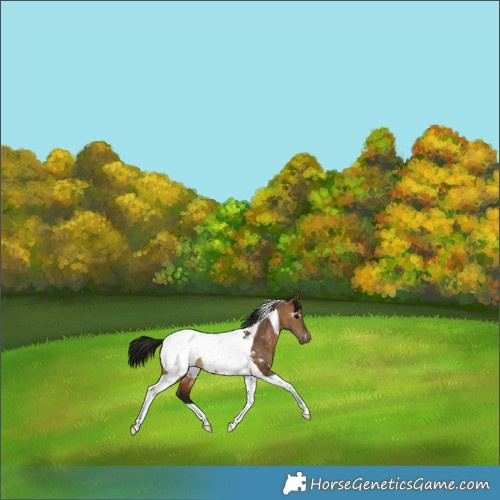 Horse Color:Gray Bay Dun Tobiano Appaloosa 