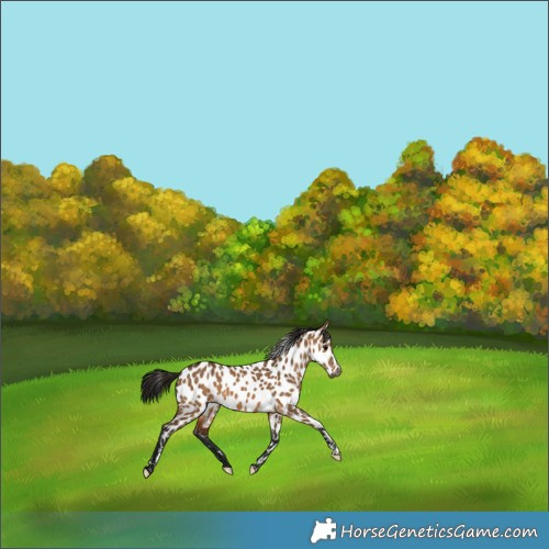 Horse Color:Gray Bay Dun Appaloosa 