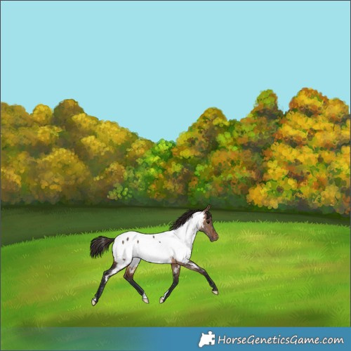 Horse Color:Brown Dun Appaloosa 