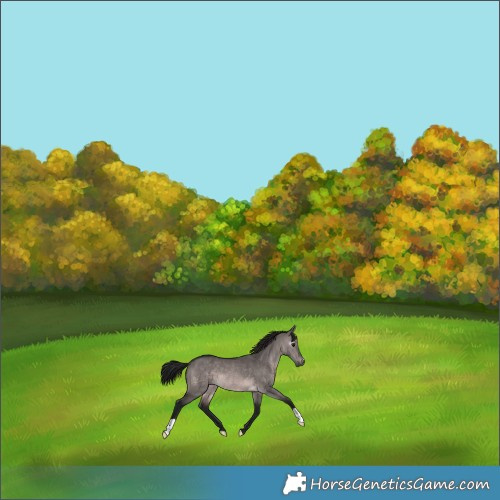 Horse Color:Gray Platinum Brown Dun 