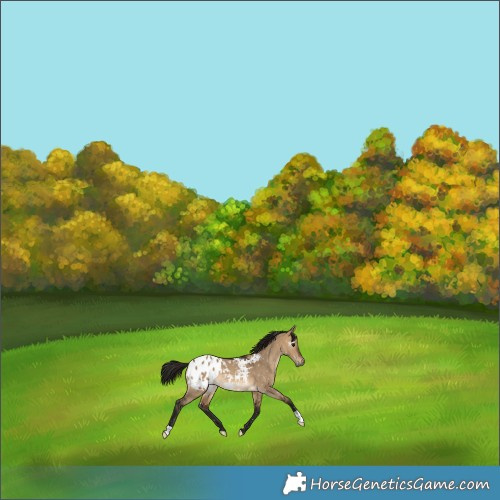 Horse Color:Gray Bay Dun Appaloosa Rabicano 