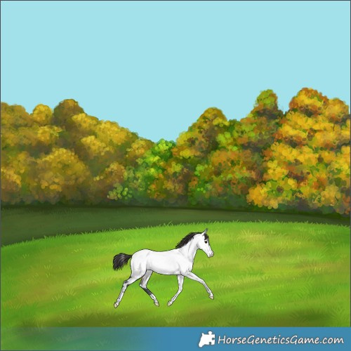Horse Color:Platinum Brown Dun Tobiano Appaloosa Rabicano 