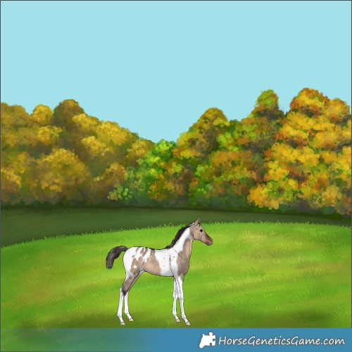 Horse Color:Brown Dun Tobiano Appaloosa 