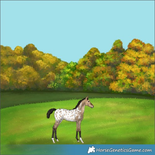 Horse Color:Gray Bay Dun Appaloosa 
