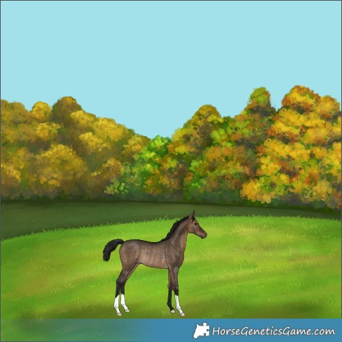 Horse Color:Gray Bay Dun Rabicano 