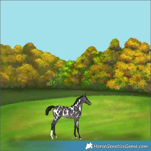 Horse Color:Gray Platinum Brown Dun Appaloosa 