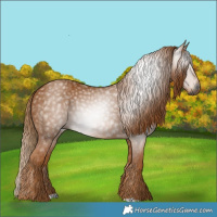 Horse Color:Gray Chestnut 