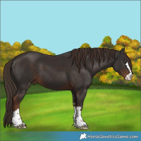 Horse Color:Liver Chestnut 