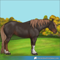 Horse Color:Liver Chestnut Tobiano