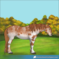 Horse Color:White Spotted Chestnut