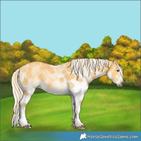 Horse Color:White Spotted Palomino 