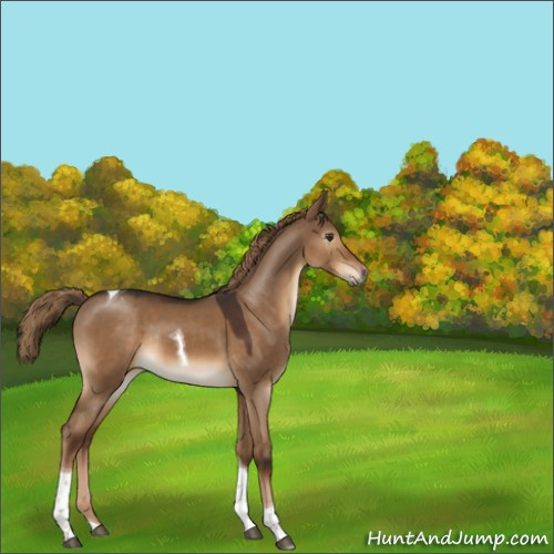 Horse Color:Gray Liver Red Dun Tobiano Appaloosa Rabicano 
