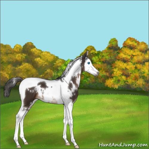Horse Color:Gray White Spotted Liver Chestnut Splash Tobiano 