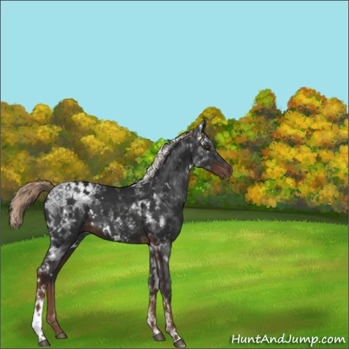 Horse Color:White Spotted Liver Chestnut Tobiano 