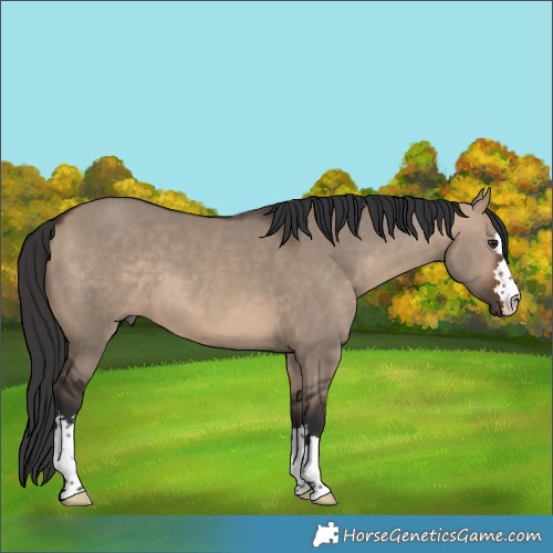 Horse Color:Brown Dun 