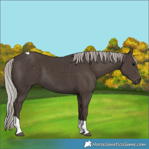 Horse Color:Silver Black Tobiano 
