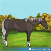 Horse Color:Silver Black Tobiano 