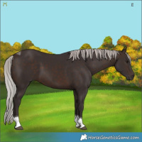 Horse Color:Silver Brown Tobiano 