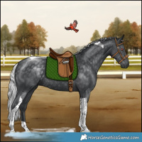 Horse Color:Silver Black Chinchilla Tobiano Rabicano 