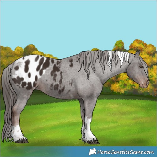 Horse Color:Liver Chestnut Tobiano Appaloosa 