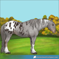 Horse Color:Liver Chestnut Tobiano Appaloosa