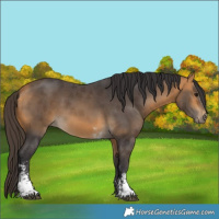 Horse Color:Buckskin Sabino 