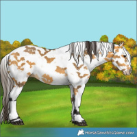 Horse Color:Buckskin Sabino 