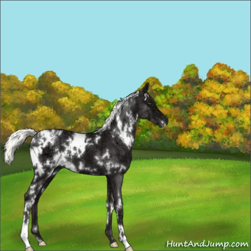 Horse Color:White Spotted Liver Chestnut Ice Mushroom 