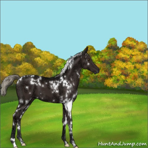 Horse Color:White Spotted Liver Chestnut Ice Mushroom 