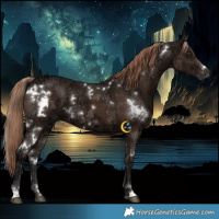 Horse Color:White Spotted Liver Chestnut Ice