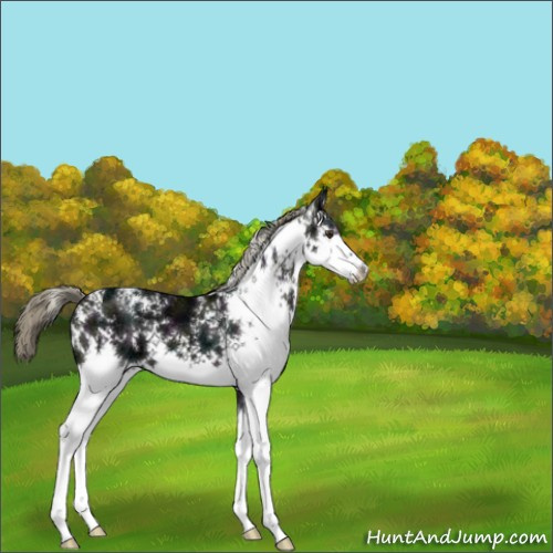 Horse Color:White Spotted Midnight Liver Chestnut Ice Mushroom 