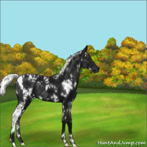 Horse Color:White Spotted Liver Chestnut Ice Mushroom 