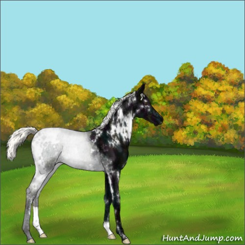 Horse Color:White Spotted Midnight Liver Chestnut Ice Mushroom 