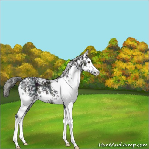Horse Color:White Spotted Midnight Liver Chestnut Ice Mushroom Rabicano 