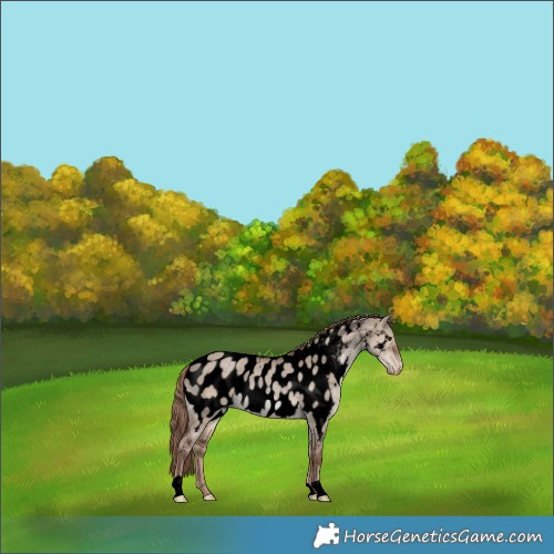 Horse Color:Void Liver Red Dun Appaloosa Rabicano 