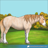 Horse Color:Red Roan Splash 