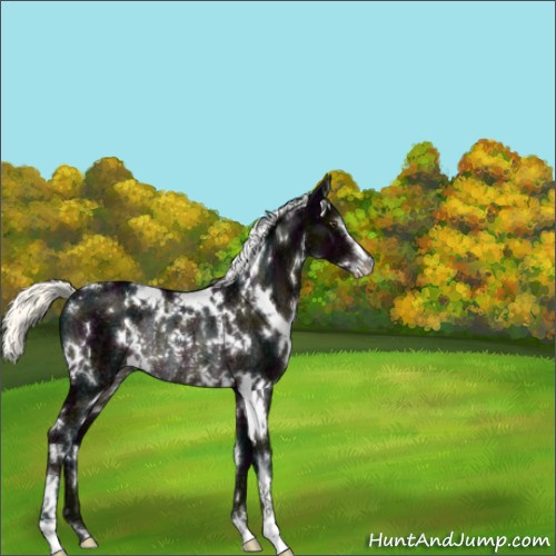 Horse Color:White Spotted Midnight Liver Chestnut Ice Mushroom Sabino Rabicano 