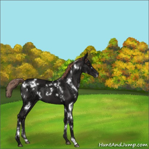 Horse Color:White Spotted Liver Chestnut Ice 