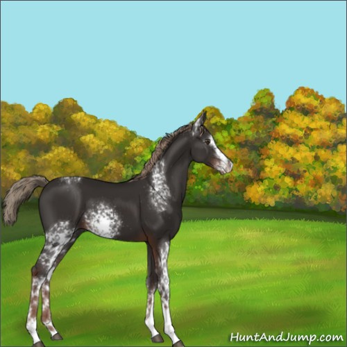 Horse Color:White Spotted Liver Chestnut 